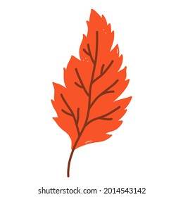 Hojas de naranja otoñales aisladas en fondo blanco. Ilustración de vectores dibujada a mano en estilo plano de caricatura. Perfecto para su proyecto, tarjetas, invitaciones, impresión, decoraciones.