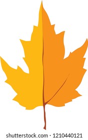 Autumn orange maple leaf isolated on the white background. Fall leaves.