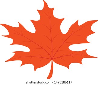 autumn orange maple tree leaf