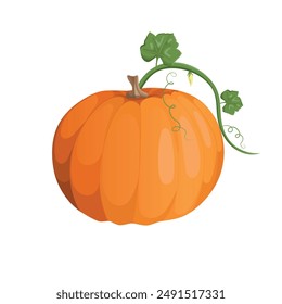 Autumn orange pumpkin. Postcard or banner. Cartoon pumpkins, halloween squash, fall harvest gourds. Autumn thanksgiving and halloween