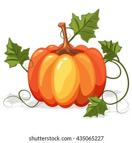 Autumn Orange Pumpkin Vegetable in vector illustration