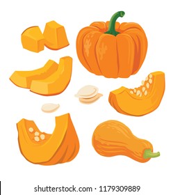 autumn orange pumpkins. Vector illustration set