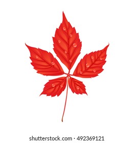 Autumn Parthenocissus foliage. Creative vector illustration in cartoon style. Red leaf with water drops. Design element