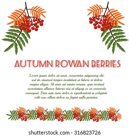 Autumn  pattern with rowan berries. Nature background. Vector illustration.