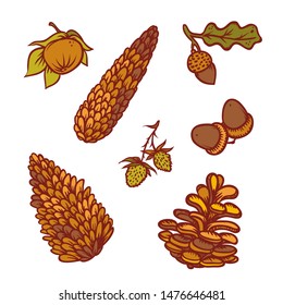 Autumn pine cones and acorns set seasonal forest harvest. Vector outline illustration sketch colourful isolated autumnal botany graphics.