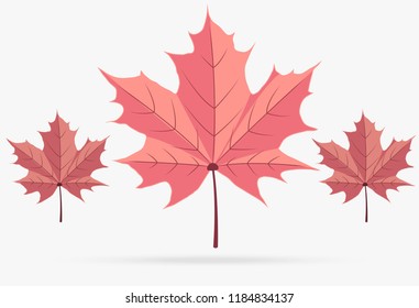 autumn pink maple leaf fall isolated on white background
