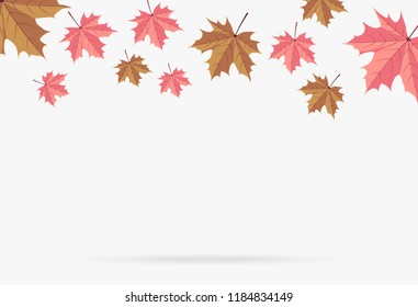 autumn pink maple leaf fall isolated on white background