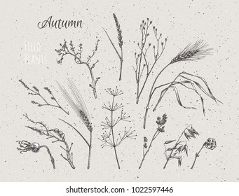 Autumn plants, ears of rye & wheat. Hand-drawn illustration, dark silhouettes on kraft paper. Isolated vector 4 background of vintage sketch books, postcards