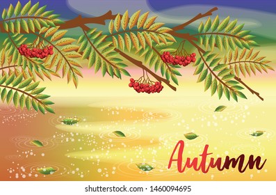 Autumn postcard with rowan tree, vector illustration