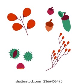 Autumn poster. Forest plants harvest. Chestnut seed. Oak acorn. Viburnum or rowan berries on twig. Fall season flora. Simple red leaves. Thanksgiving nature. Vector autumnal elements set svg
