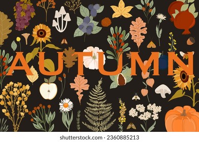 Autumn posters, fall card. Botanical illustrations, Fall leaves, harvest, pumpkin, wild flowers, herbs, plants. Editable vector illustration. 