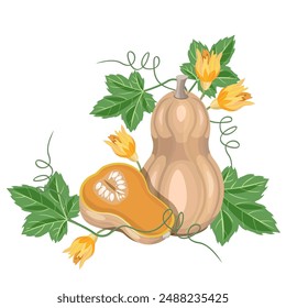 Autumn pumpkin composition with leaves and flowers on a white background. Vector illustration for farm designs, postcards, banners, textiles.