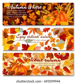 Autumn pumpkin with fallen leaf banner set. Orange maple leaf, pumpkin vegetable, ripe wheat and branch with acorn and rowanberry greeting card for Thanksgiving Day or autumn season harvest design