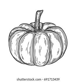 autumn pumpkin outline hand drawn illustration. graphic icon linear drawing.