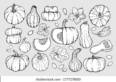 Autumn pumpkin set. A set of different types of pumpkins, pumpkin leaves and flowers. Hand-drawn illustrations with outline on a white background, doodles, vector.