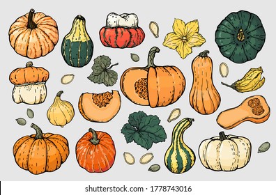 Un conjunto de diferentes tipos de calabazas, hojas de calabaza, semillas y flores. Dibujar ilustraciones de color con un contorno negro, vector.