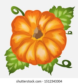 Herbstkürbis Draufsicht. Vektorkunst