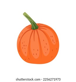 Autumn pumpkin vector illustration. Cartoon drawing of farm harvest vegetable on white background. Farming, autumn, harvest, Thanksgiving concept