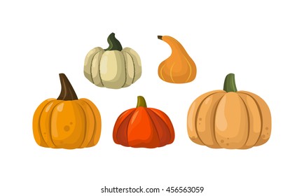 Autumn pumpkin vegetable design