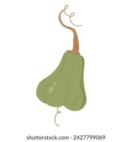 Autumn pumpkin vegetable. Harvesting season, botanical veggies vector illustration