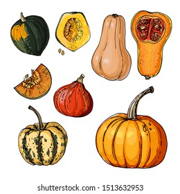 Autumn pumpkins. Sketch of food. Acorn Squash,  Vector drawing of vegetables and herbs.