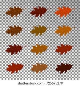 Autumn realistic leaves isolated on transparent background. Falling colors set, vector illustration