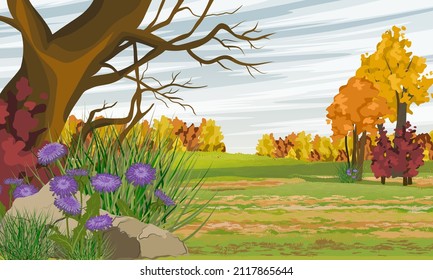 Autumn realistic vector landscape. Autumn tree, field and thickets of purple asters.