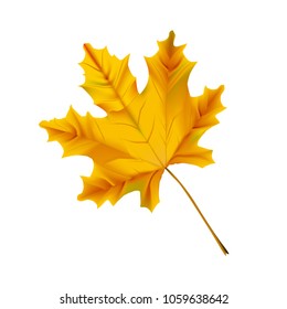 Autumn realistic yellow maple leaf isolated on a white background.