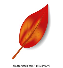 Autumn red leaf icon. Realistic illustration of autumn red leaf vector icon for web design isolated on white background