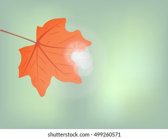 autumn red leaf on the light green background