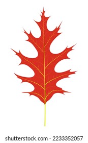 Autumn Red Leaf of Swamp Oak (Quercus palustris)