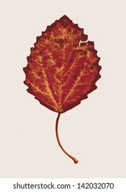 autumn red leaf. vector illustration