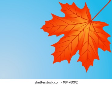 Autumn red maple leaf, file EPS.8 illustration.