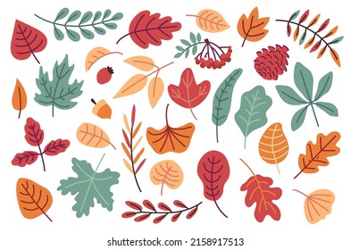 Autumn red, orange, yellow and brown leaves, berries and acorn. Fall season flat doodle forest oak, pinecone, rowan, maple and chestnut leaf. Fallen leaves vector set