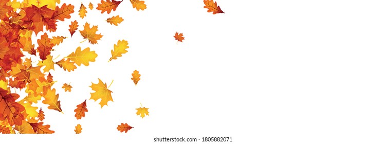 Autumn red, orange, yellow oak and maple leaves on white background. Space for text. Vector illustration.