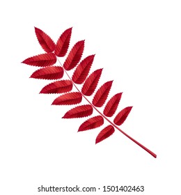 Autumn red rowan leaf, for decoration and design.