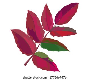 Autumn red rowan  leaf. Vector illustration isolated on white background.