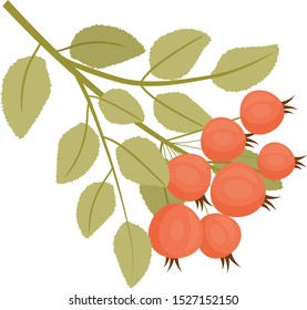 Autumn roseship. Cartoon style. Isolated element. Isolated on white background. Vector illustration
