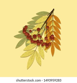 Autumn Rowan with Berries - Flat Design Icon