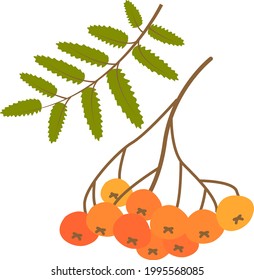  Autumn Rowan berries with leaf.vector illustration. isolated 