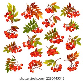 Autumn Rowan Berry Branch with Clusters and Leaves Big Vector Set