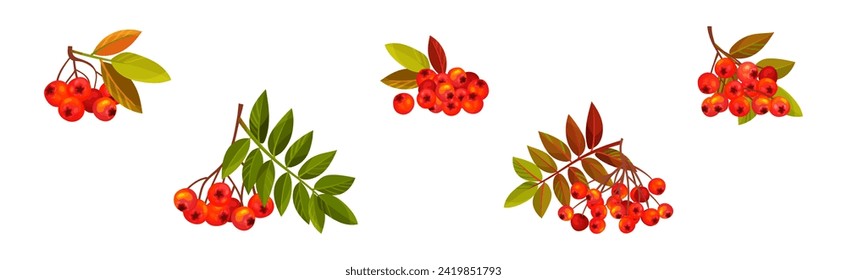 Autumn Rowan Berry Branch with Clusters and Leaves Vector Set