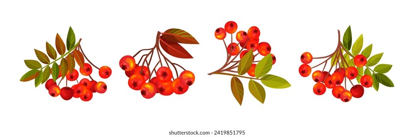 Autumn Rowan Berry Branch with Clusters and Leaves Vector Set