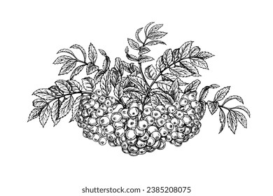 Autumn rowan. Black and white vector graphics. Isolated on a white background. For labels, printed materials. For designer packaging, banners and menus, cards, textiles and posters.