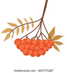 Autumn rowan branch with leaves and red berries. Twig with fall yellow leaf and rowanberries. Autumnal decorative plant. Flat vector illustration solated on white background