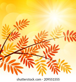 Autumn rowan branch on sunny background
