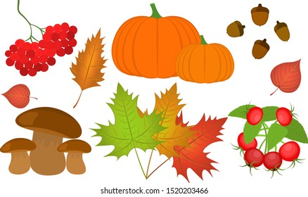 Autumn rowan branch set, pumpkin, acorns, mushrooms, leaves, rosehip branch.