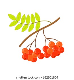 Autumn rowan branch vector illustration. Rowan berries. Autumn design element.