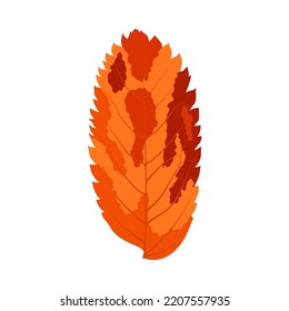 Autumn Rowan leaf. Leaf fall. Vector illustration.
