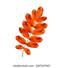 Autumn Rowan leaf. Leaf fall. Vector illustration.